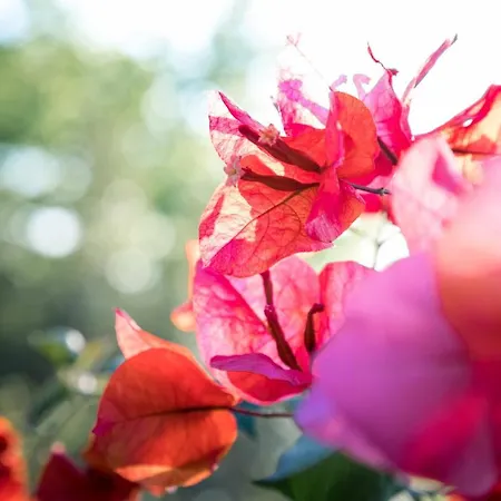 Atlantic Heritage Luxury Villa *