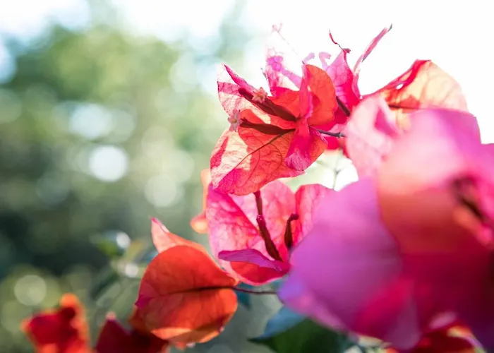 Atlantic Heritage Luxury 빌라 *